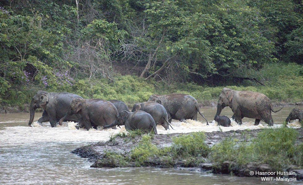 Elephants crossing a river, © Hasnoor Hussain, WWF-Malaysia (photo)